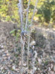 Carduus pycnocephalus