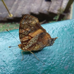 Hypanartia lethe