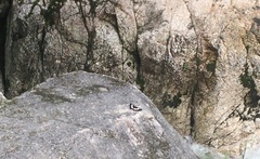 Moduza procris milonia