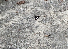 Moduza procris milonia