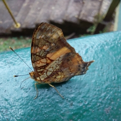 Hypanartia lethe