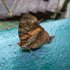 Hypanartia lethe