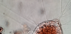 Vampyrella lateritia