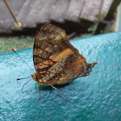 Hypanartia lethe