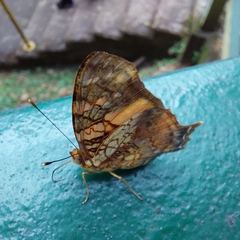 Hypanartia lethe