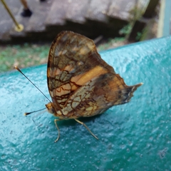 Hypanartia lethe