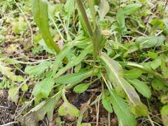 Knautia integrifolia