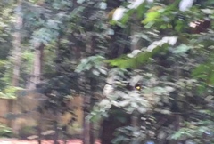 Troides amphrysus ruficollis