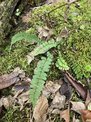 Asplenium resiliens