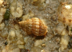 Tritia incrassata