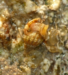 Tritia incrassata
