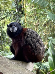 Saguinus fuscicollis