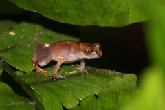 Leptobrachella juliandringi