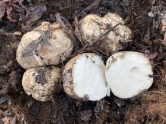 Scleroderma