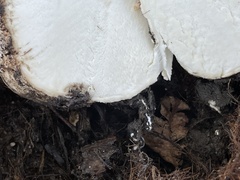 Scleroderma