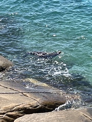 Arctocephalus