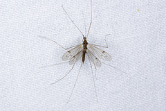 Limoniidae