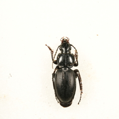 Pterostichus madidus