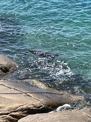 Arctocephalus