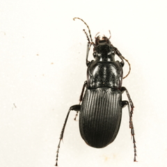 Abax parallelepipedus