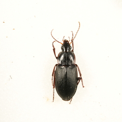 Calathus fuscipes