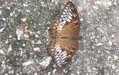 Tanaecia aruna