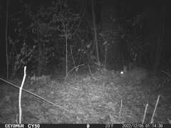 Sylvilagus floridanus