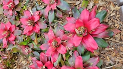 Nidularium innocentii