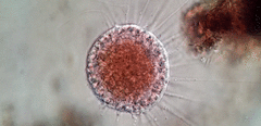 Vampyrella lateritia