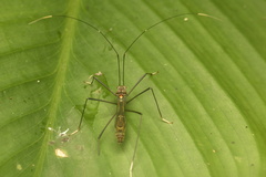 Colobathristidae