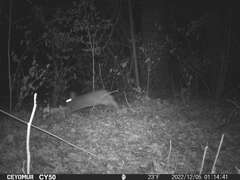 Sylvilagus floridanus