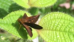 Iambrix salsala salsala