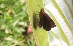 Iambrix salsala salsala