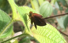 Iambrix salsala salsala