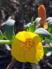 Eulobus crassifolius