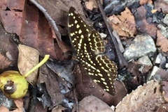 Lexias pardalis dirteana