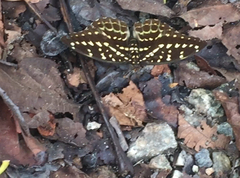 Lexias pardalis dirteana