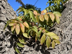 Pistacia chinensis