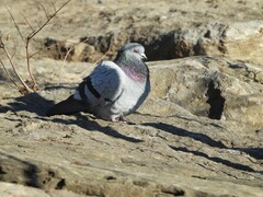 Columba livia domestica