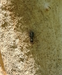 Saitis variegatus