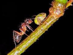 Smiliinae