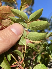 Pistacia chinensis