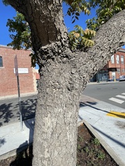 Pistacia chinensis