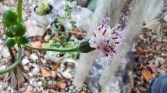 Curio rowleyanus