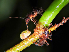 Smiliinae