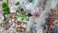 Curio rowleyanus