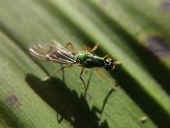 Raphiocera