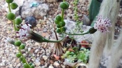 Curio rowleyanus