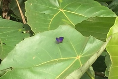 Arhopala major major