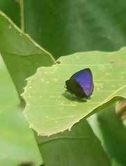 Arhopala major major